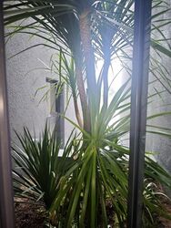 Hillview Estate (D23), Terrace #486700551